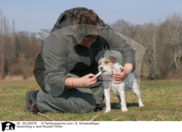 deworming a Jack Russell Terrier / SS-26278