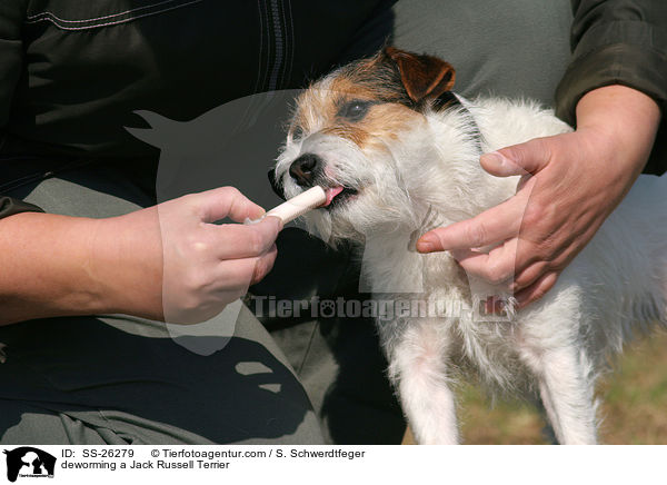 Parson Russell Terrier bekommt Wurmkur / deworming a Parson Russell Terrier / SS-26279
