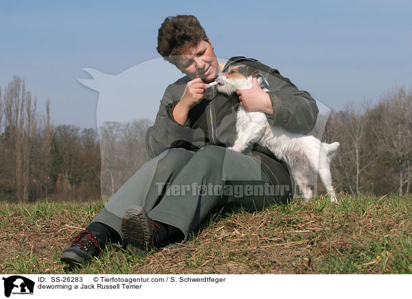 Parson Russell Terrier bekommt Wurmkur / deworming a Parson Russell Terrier / SS-26283