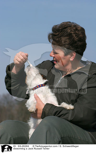 deworming a Jack Russell Terrier / SS-26284
