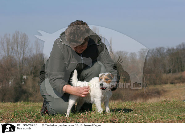 Parson Russell Terrier wird mit Flohkamm gekmmt / flea comb / SS-26285
