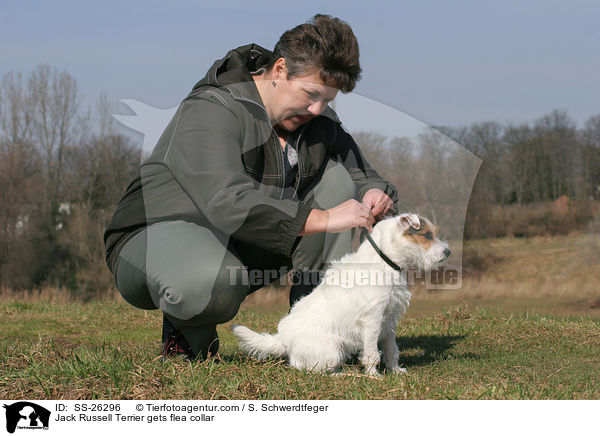 Parson Russell Terrier bekommt Flohhalsband / Parson Russell Terrier gets flea collar / SS-26296