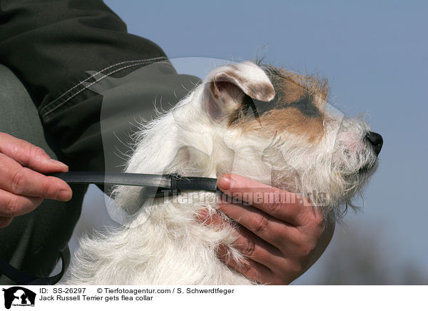 Parson Russell Terrier bekommt Flohhalsband / Parson Russell Terrier gets flea collar / SS-26297
