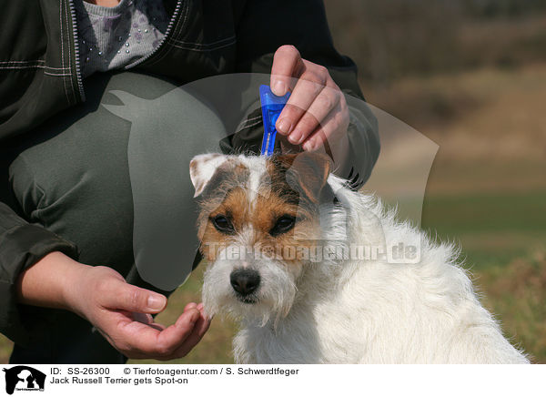 Parson Russell Terrier bekommt Spot-on / Parson Russell Terrier gets Spot-on / SS-26300