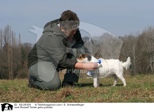 Parson Russell Terrier bekommt Flohspray / Parson Russell Terrier gets pulicide / SS-26305