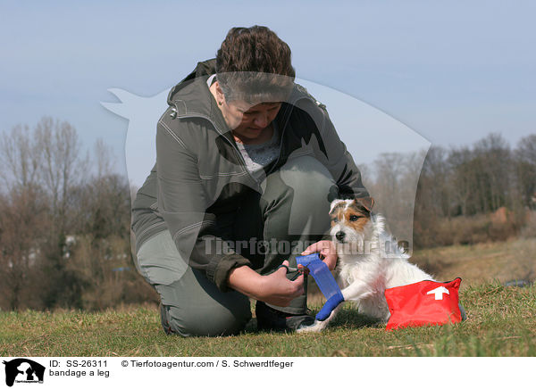 Parson Russell Terrier bekommt das Bein verbunden / bandage a leg / SS-26311