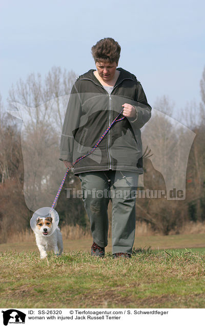 kranker Parson Russell Terrier beim Gassi / woman with injured Parson Russell Terrier / SS-26320