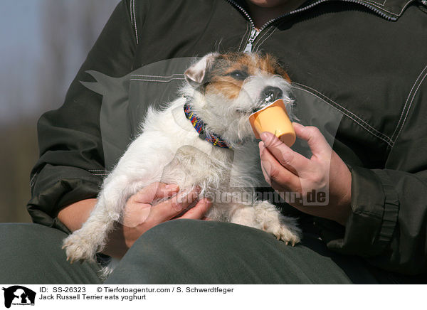 Parson Russell Terrier frisst Joghurt / Parson Russell Terrier eats yoghurt / SS-26323