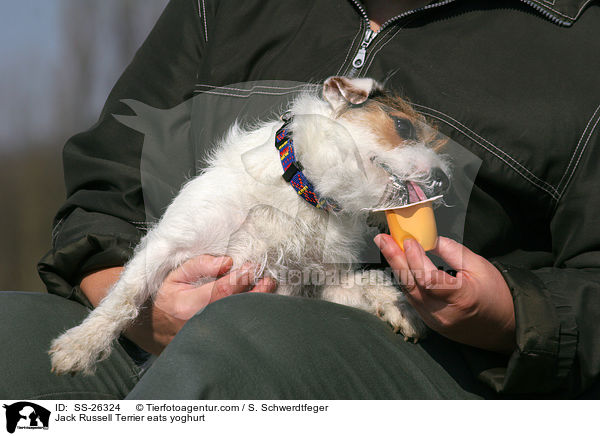 Parson Russell Terrier frisst Joghurt / Parson Russell Terrier eats yoghurt / SS-26324