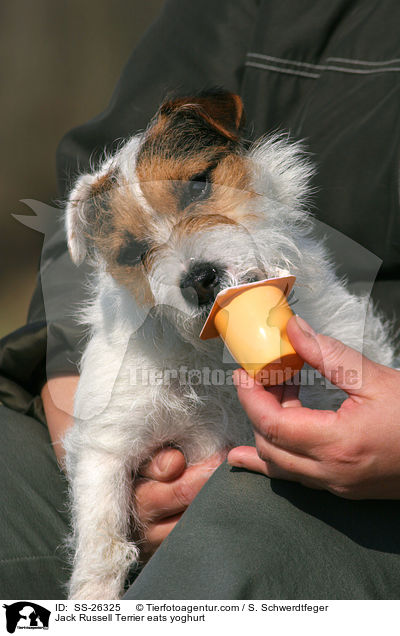 Parson Russell Terrier frisst Joghurt / Parson Russell Terrier eats yoghurt / SS-26325