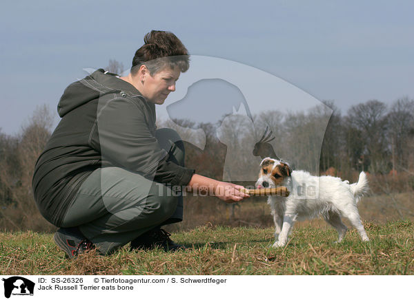 Parson Russell Terrier frisst Kauknochen / Parson Russell Terrier eats bone / SS-26326