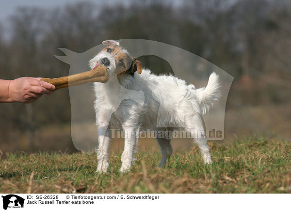 Parson Russell Terrier frisst Kauknochen / Parson Russell Terrier eats bone / SS-26328