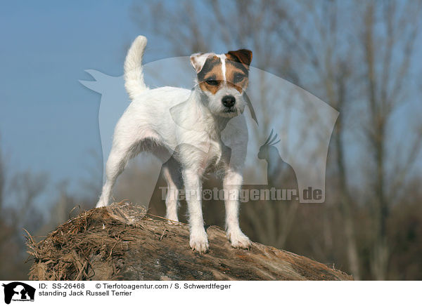 stehender Parson Russell Terrier / standing Parson Russell Terrier / SS-26468