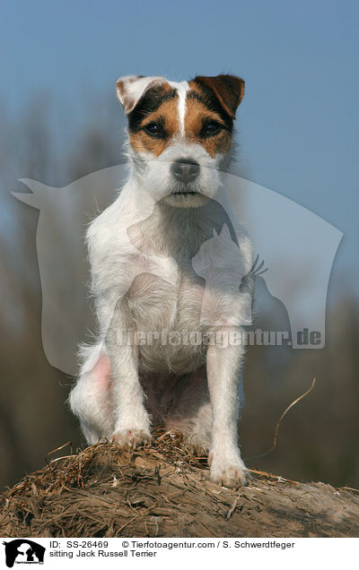 sitzender Parson Russell Terrier / sitting Parson Russell Terrier / SS-26469