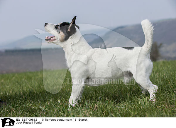 Jack Russell Terrier / Jack Russell Terrier / SST-09882
