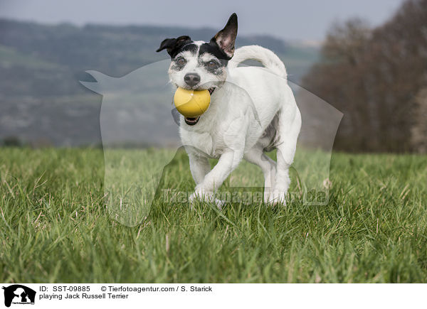 spielender Jack Russell Terrier / playing Jack Russell Terrier / SST-09885