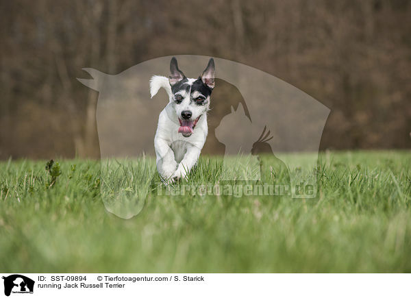 rennender Jack Russell Terrier / running Jack Russell Terrier / SST-09894