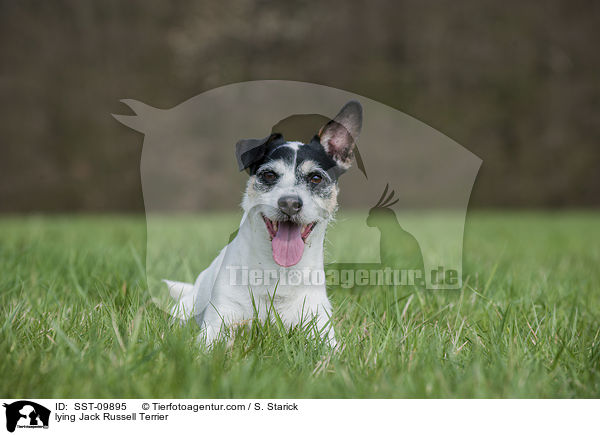 liegender Jack Russell Terrier / lying Jack Russell Terrier / SST-09895