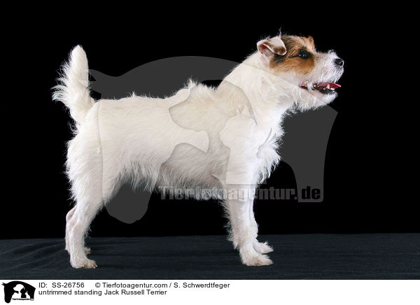 ungetrimmter Parson Russell Terrier / untrimmed Parson Russell Terrier / SS-26756