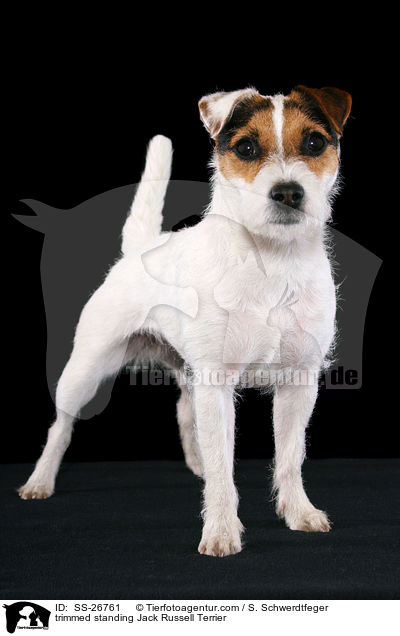 frisch getrimmter Parson Russell Terrier / trimmed Parson Russell Terrier / SS-26761