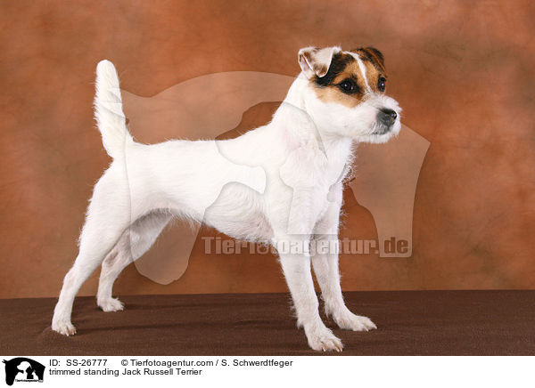 frisch getrimmter Parson Russell Terrier / trimmed Parson Russell Terrier / SS-26777