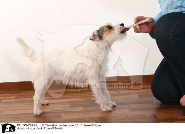 deworming a Jack Russell Terrier / SS-26799