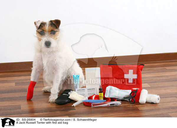 Parson Russell Terrier mit Erste-Hilfe-Tasche / Parson Russell Terrier with first aid bag / SS-26804
