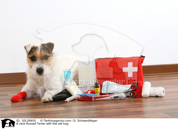 ill Jack Russell Terrier with first aid bag / SS-26805