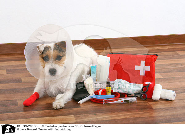 ill Jack Russell Terrier with first aid bag / SS-26806