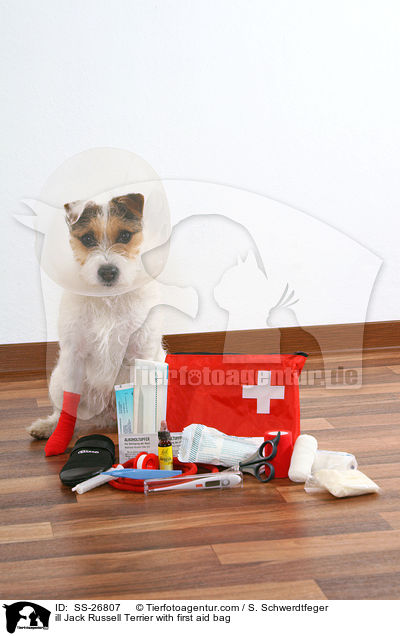 Parson Russell Terrier mit Erste-Hilfe-Tasche / Parson Russell Terrier with first aid bag / SS-26807