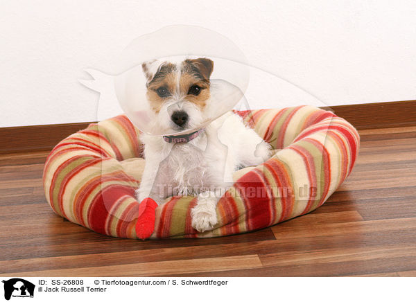 kranker Parson Russell Terrier / ill Parson Russell Terrier / SS-26808