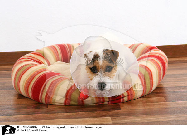 kranker Parson Russell Terrier / ill Parson Russell Terrier / SS-26809