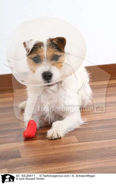 ill Jack Russell Terrier / SS-26811