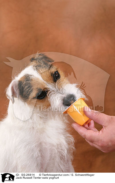 Parson Russell Terrier frisst Joghurt / Parson Russell Terrier eats yoghurt / SS-26814