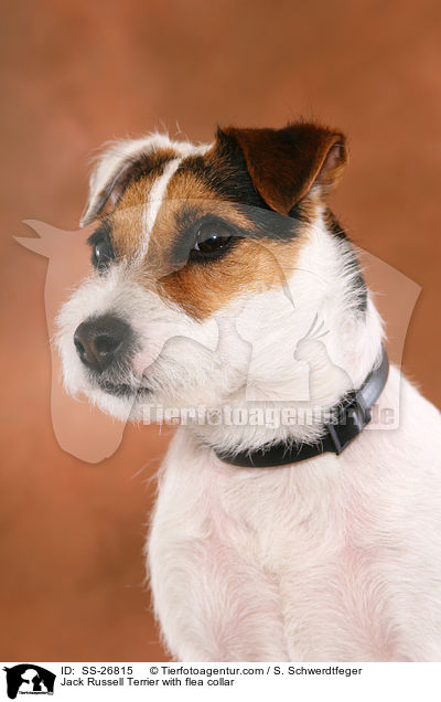 Parson Russell Terrier mit Flohhalsband / Parson Russell Terrier with flea collar / SS-26815