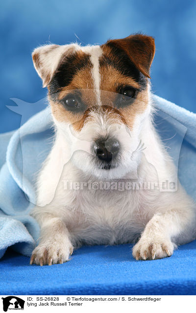 liegender Parson Russell Terrier / lying Parson Russell Terrier / SS-26828