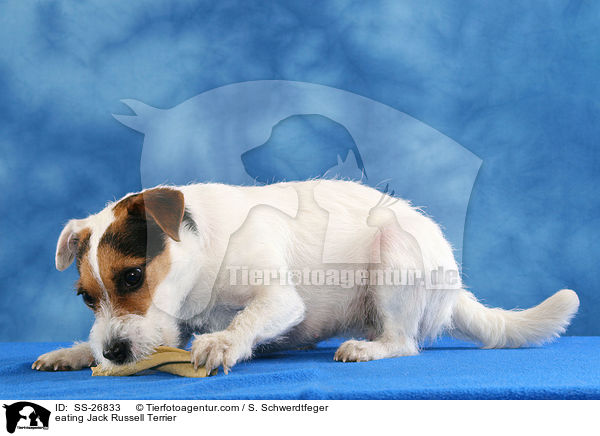 fressender Parson Russell Terrier / eating Parson Russell Terrier / SS-26833