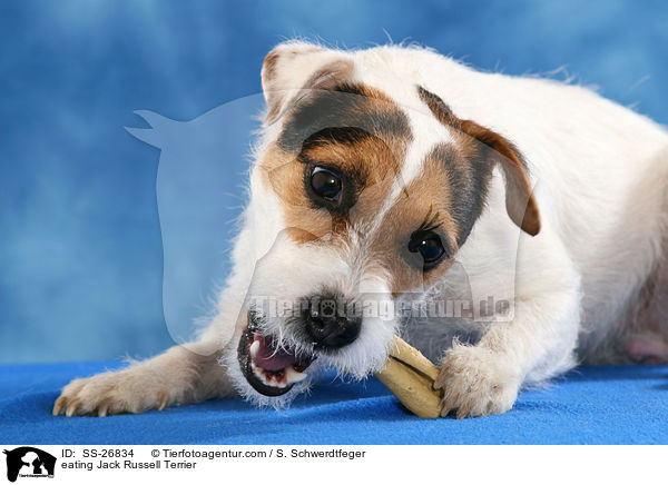 fressender Parson Russell Terrier / eating Parson Russell Terrier / SS-26834