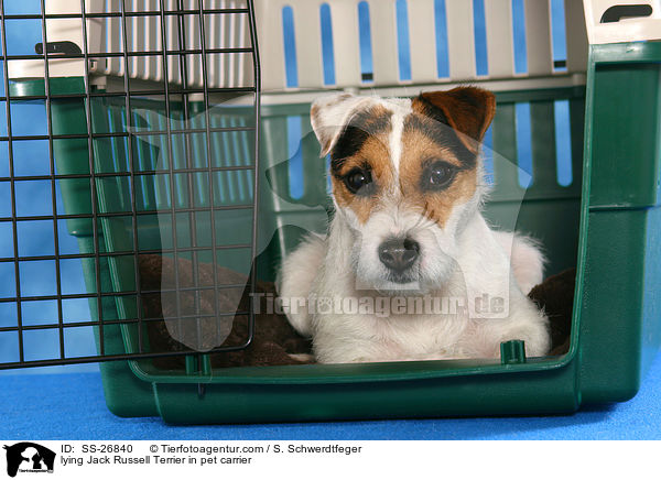 liegender Parson Russell Terrier / lying Parson Russell Terrier / SS-26840