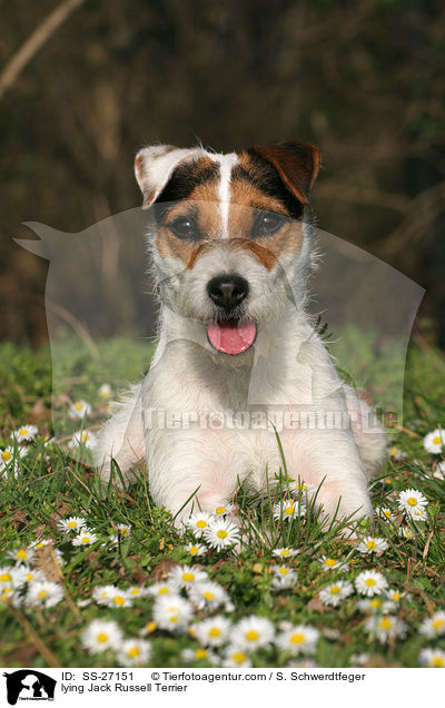 liegender Parson Russell Terrier / lying Parson Russell Terrier / SS-27151
