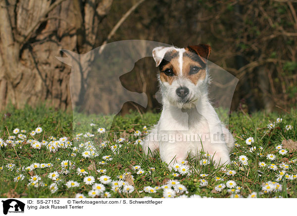 liegender Parson Russell Terrier / lying Parson Russell Terrier / SS-27152
