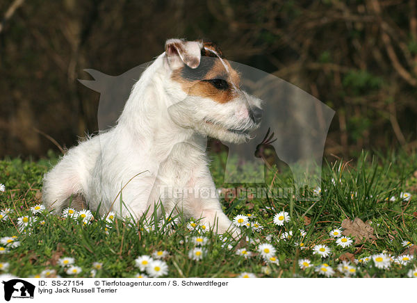 liegender Parson Russell Terrier / lying Parson Russell Terrier / SS-27154
