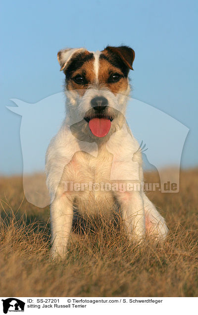 sitzender Parson Russell Terrier / sitting Parson Russell Terrier / SS-27201