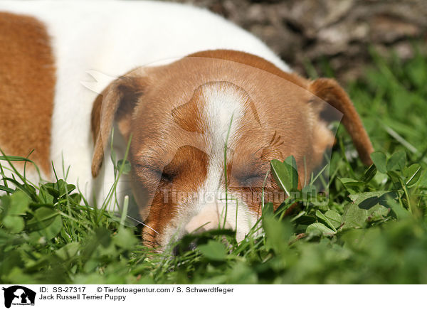 Jack Russell Terrier Welpe / Jack Russell Terrier Puppy / SS-27317