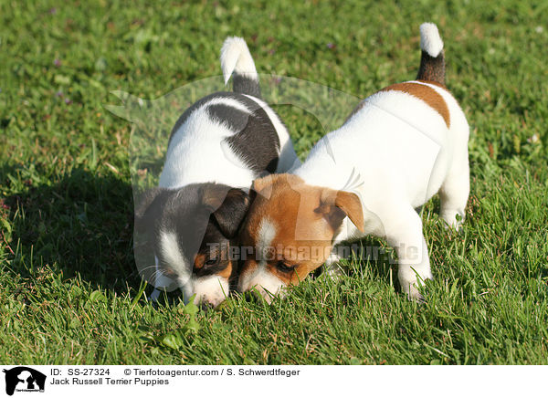 Jack Russell Terrier Welpen / Jack Russell Terrier Puppies / SS-27324