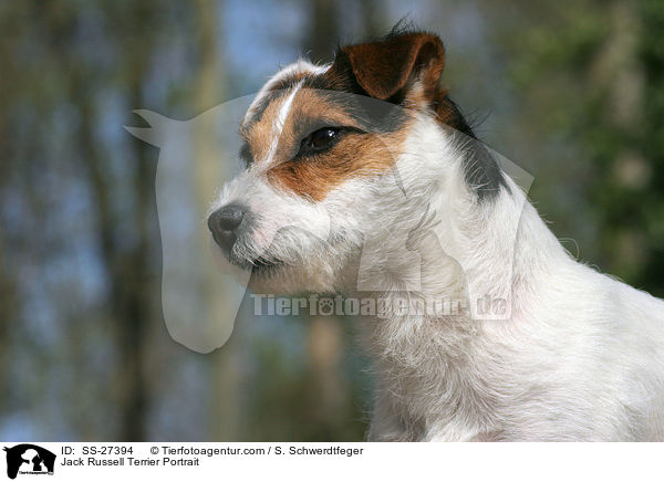 Parson Russell Terrier Portrait / Parson Russell Terrier Portrait / SS-27394