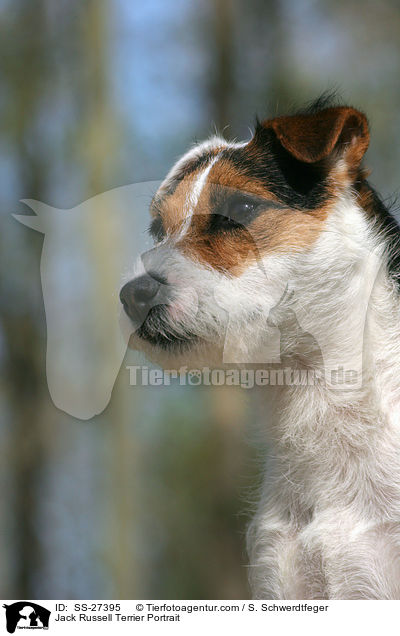Parson Russell Terrier Portrait / Parson Russell Terrier Portrait / SS-27395