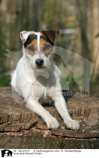 liegender Parson Russell Terrier / lying Parson Russell Terrier / SS-27417
