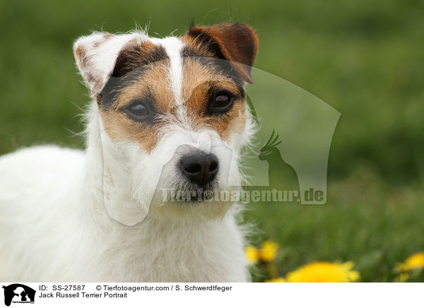 Parson Russell Terrier Portrait / Parson Russell Terrier Portrait / SS-27587