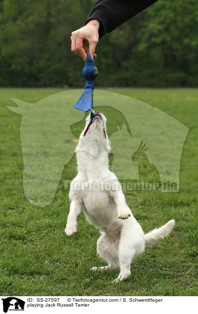 spielender Parson Russell Terrier / playing Parson Russell Terrier / SS-27597